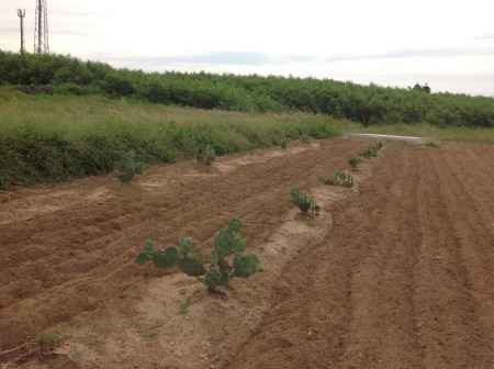 00002 / 湖西菓葉-太陽農園