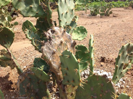 仙人掌病害範例-根部泡水黃斑病變