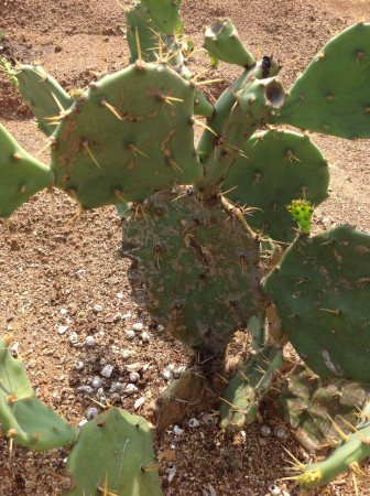 仙人掌病害範例-根部泡水黃斑病變